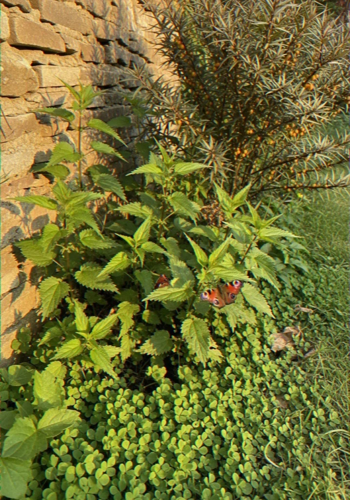 Best Native Plants fo