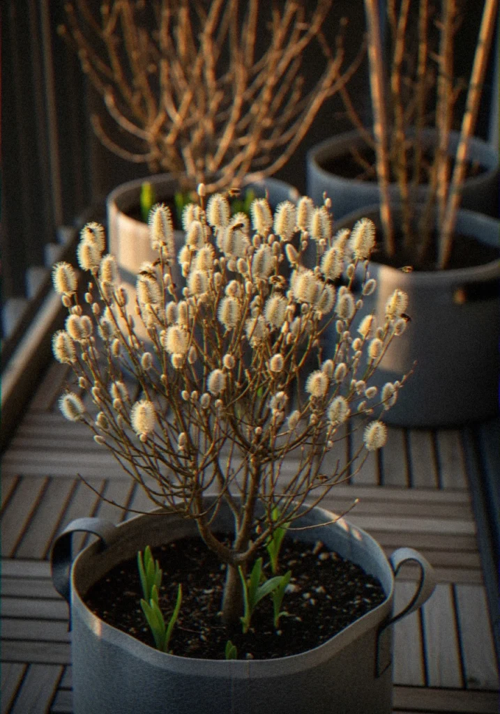Native Willows
