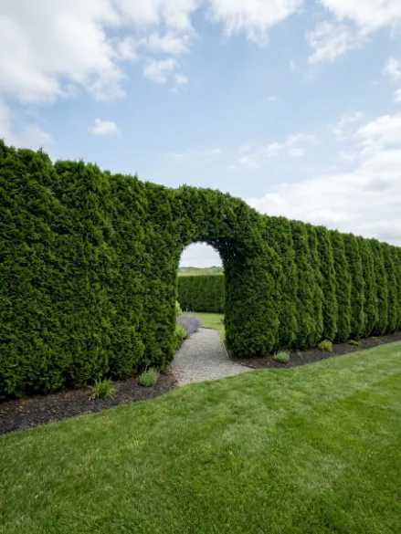 Climbing Plants Against a Fence