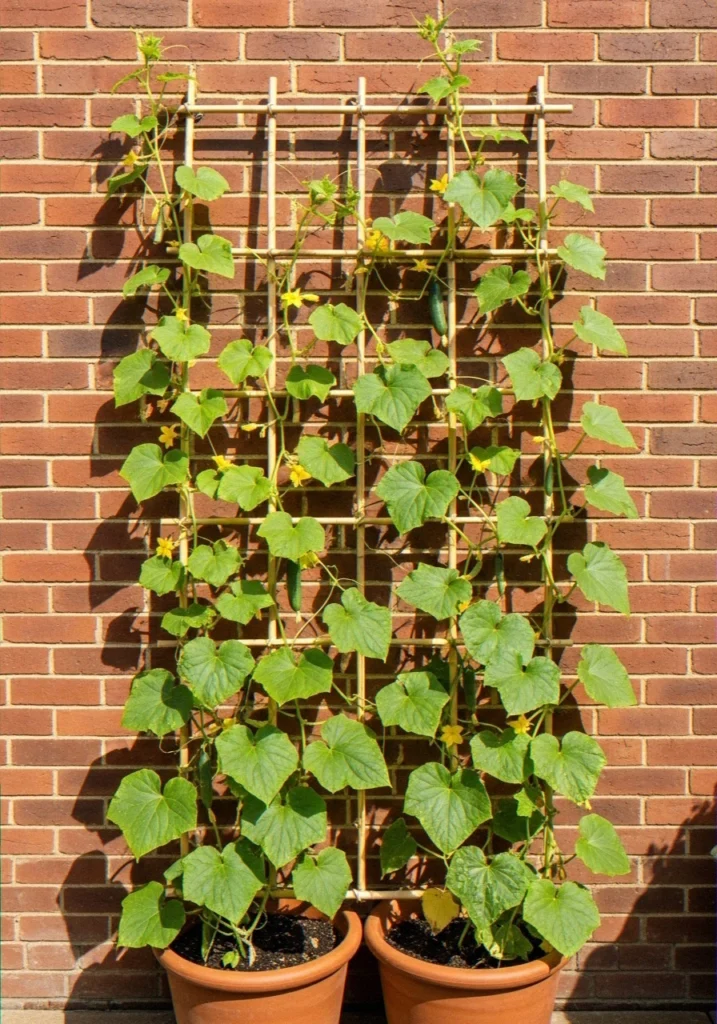 Cucumbers Up a Trellis or Cane Frame