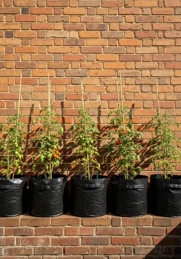 Grow Bags Along a Sunny