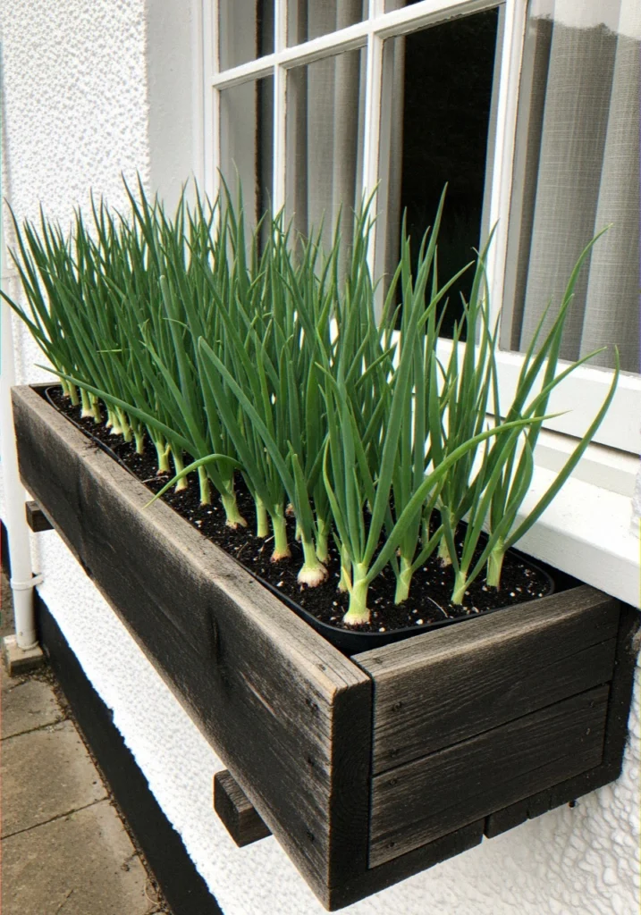 Spring Onions in a Deep Windo