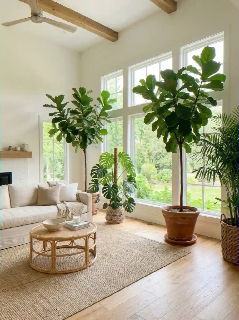  Tall Indoor Plants a